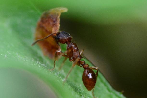 formiga vermelha no trabalho - anthill macro ant food - fotografias e filmes do acervo