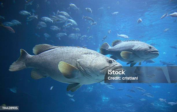 Goliath Zackenbarsch Oder Jewfish Stockfoto und mehr Bilder von Zackenbarsch - Zackenbarsch, Atlantik, Meer