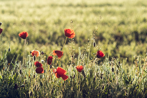 Many red poppy flowers in bloom on a green field with morning dew water drops on a backlit sunrise light