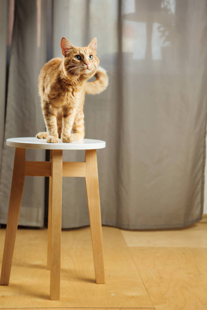 istock Cute red cat standing on chair going to stol something 1144289256