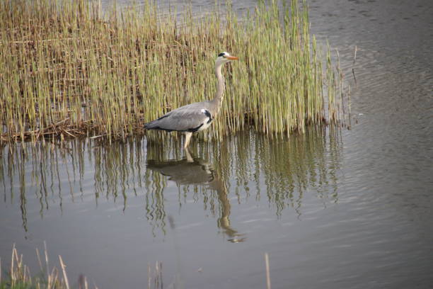 istock Heron standing in the water hunting for fish with its reflection on the surface 1144289275