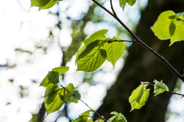 istock Spring green leaves branches with lush foliage 1144289598