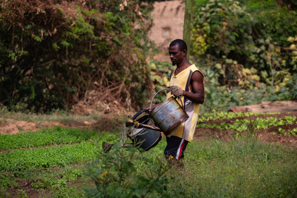 joven musculoso africano riego cosechas de lechuga con latas de riego en un campo agrícola en las orillas fértiles del río níger cerca de niamey - niger fotografías e imágenes de stock