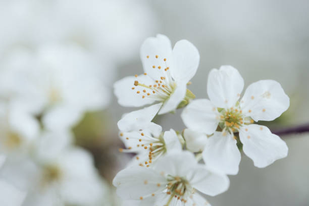 istock Cherry blossom in spring for background or copy space for text 1144290424