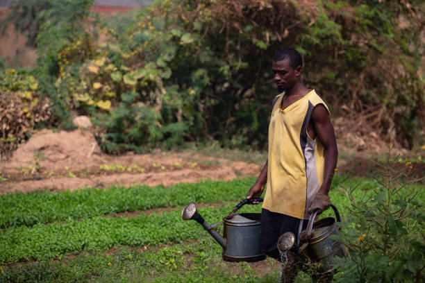 Young muscular African man watering lettuce crops with watering cans in a agricultural field on the fertile banks of Niger river close to Niamey stock photo