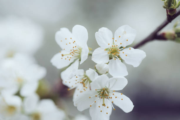 istock Blooming plum tree, plum-tree branch covered with white flowers 1144290568