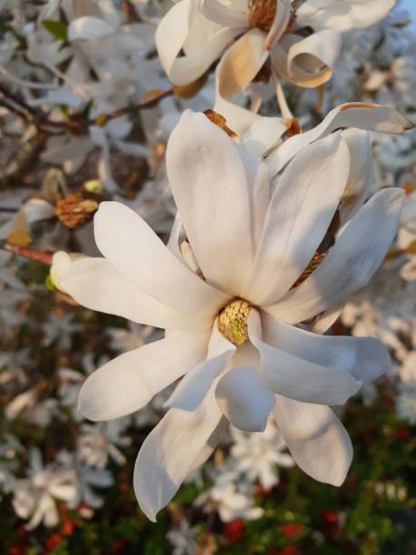 Magnolia Stellata or Royal star with big white flowers during springtime in a garden Magnolia Stellata or Royal star with big white flowers during springtime in a garden magnolia white flower large stock pictures, royalty-free photos & images