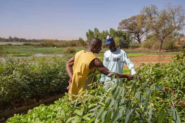 twee afrikaanse mannen inspecteren sla gewassen en een mangoboom kwekerij op de vruchtbare oevers van de niger rivier dicht bij niamey - boubou stockfoto's en -beelden