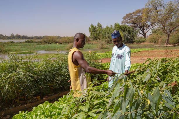 Two African men inspecting lettuce crops and a mango tree nursery on the fertile banks of the Niger river close to Niamey January, during high water season sahel stock pictures, royalty-free photos & images