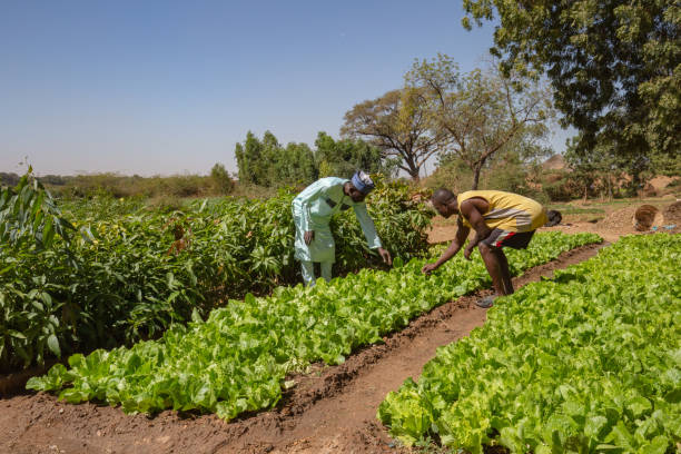 dos hombres africanos inspeccionando los cultivos de lechuga y un vivero de árboles de mango en las fértiles orillas del río níger cerca de niamey - niger fotografías e imágenes de stock