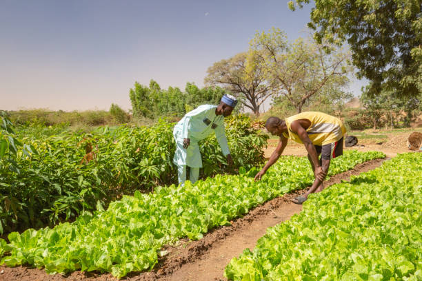 two african men inspecting lettuce crops and a mango tree nursery on the fertile banks of the niger river close to niamey - áfrica ocidental imagens e fotografias de stock