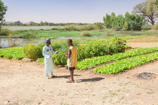 Two African men discussing near an agricultural field on the fertile banks of the Niger river close to Niamey January, during high water season sahel stock pictures, royalty-free photos & images