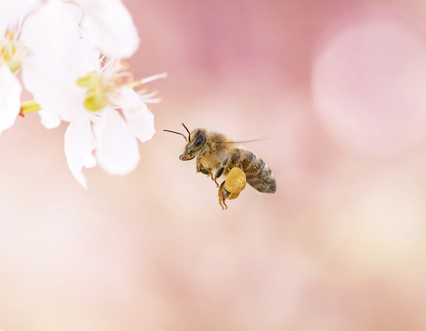 A bee in flight on its way to a flower with a great bokeh background.