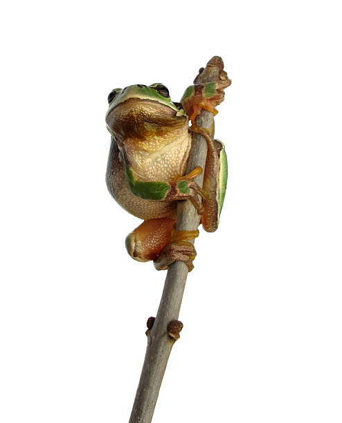 istock Frog is watching from the top of tree 114429533