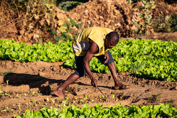 Young muscular African man weeding lettuce crops with an improvised iron tool in an agricultural field on the fertile banks of Niger river close to Niamey Wide angle lens sahel stock pictures, royalty-free photos & images