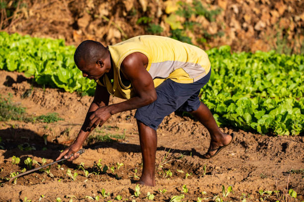 Young muscular African man weeding lettuce crops with an improvised iron tool in an agricultural field on the fertile banks of Niger river close to Niamey stock photo