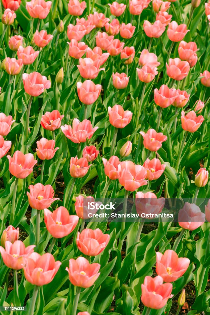 Cánh Đồng Hoa Tulip Hồng Nở Đẹp Vị Trí Chân Dung Nền Hoa Đẹp Hình Ảnh Sẵn  Có - Tải Xuống Hình Ảnh Ngay Bây Giờ - Istock