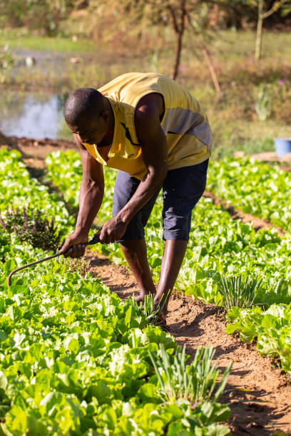 joven musculoso africano que deshierbe cultivos de lechuga con una herramienta de hierro improvisado en un campo agrícola en las fértiles orillas del río níger cerca de niamey - niger fotografías e imágenes de stock