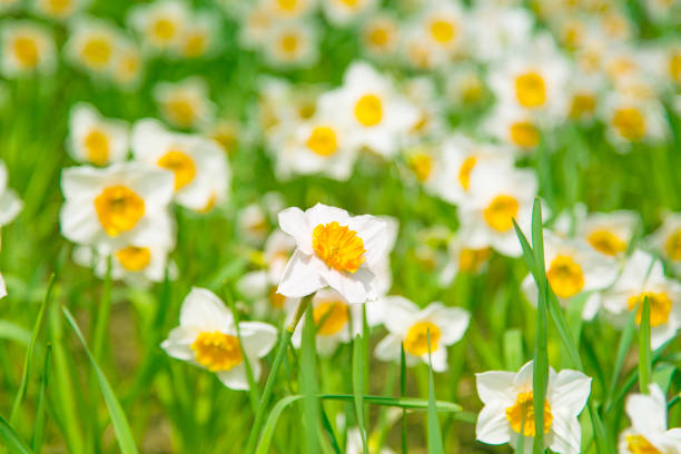 istock Beautiful white daffodil field, selective focus - floral spring and summer background for postcard 1144296927