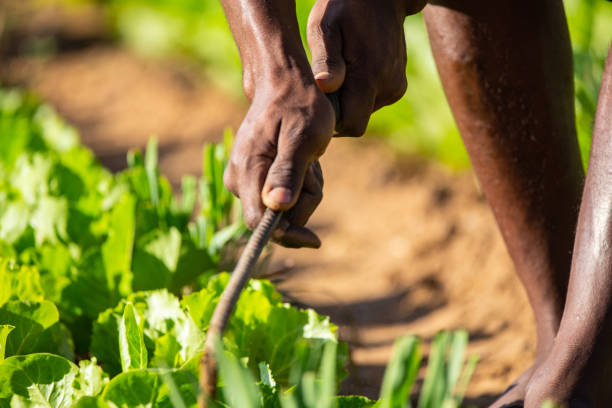 Close up of the hands of an African farmer weeding lettuce crops with an improvised iron tool in an agricultural field on the fertile banks of Niger river close to Niamey stock photo