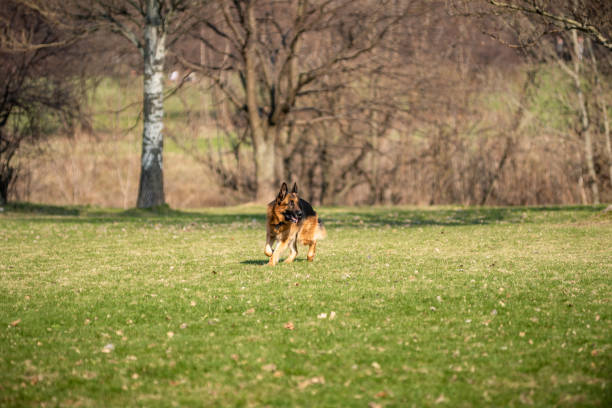 istock Beautiful adult German shepherd runs on the field, meadow. 1144297730