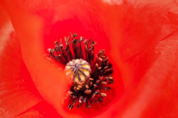 istock Macro image of red poppy flower. 1144297955