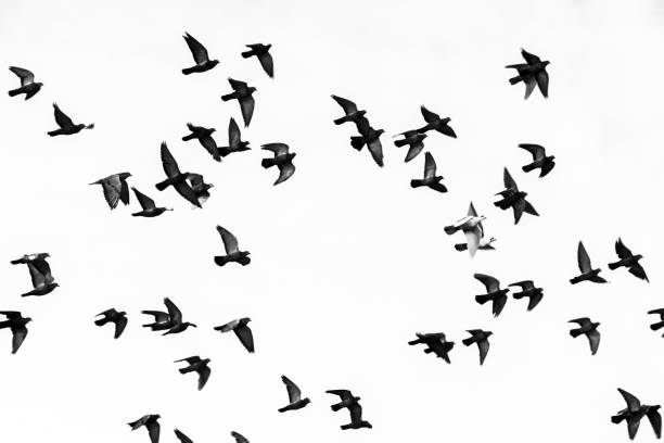 Low Angle View Of Birds Flying In Clear Sky