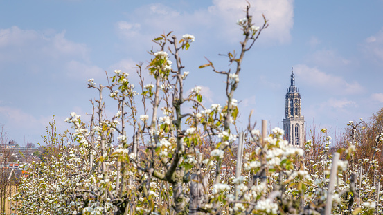 Blooming apple trees in the Betuwe with a view on the church tower of Rhenen, Gelderland, the Netherlands