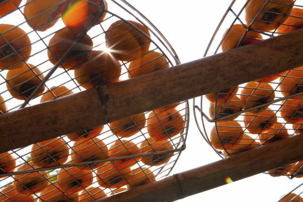 istock Hsinchu, Xinpu, Dried persimmon 1144304901