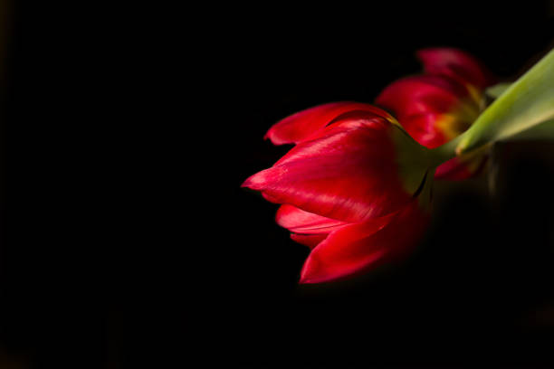 istock Red tulip on the black background 1144305353