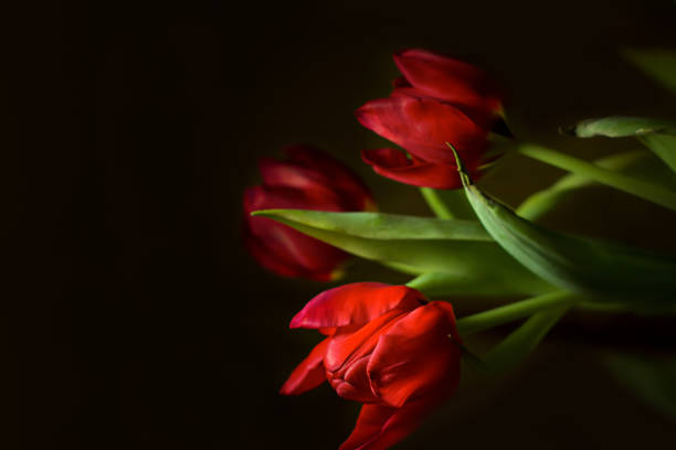istock Red tulip on the black background 1144305389