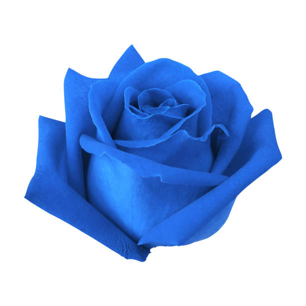 istock Blue rose bud isolated on white background with clipping path. 1144306960
