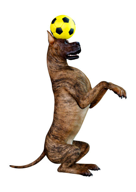 istock 3D illustration female brindle Great Dane dog on white 1144307062