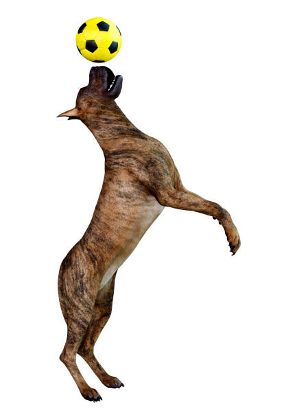 istock 3D illustration female brindle Great Dane dog on white 1144307086