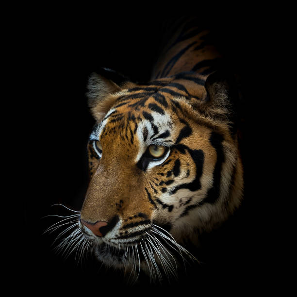 istock Portrait of tiger. 1144307175