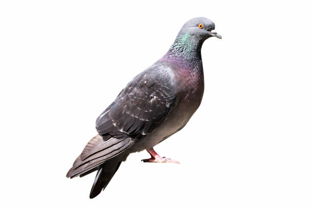 istock Grey pigeon dove bird isolated on a white background 1144308899