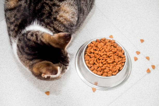 istock Dried food dish and hungry cat . 1144309089