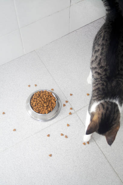 Pet dried food dish for cat, cat playing with croquettes, kitchen tiled floor.