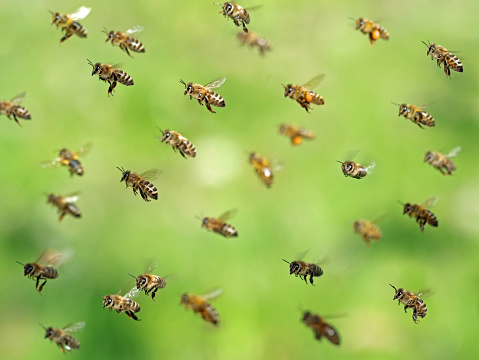 macro shot of flying bee swarm after collecting pollen in spring on green bokeh.
