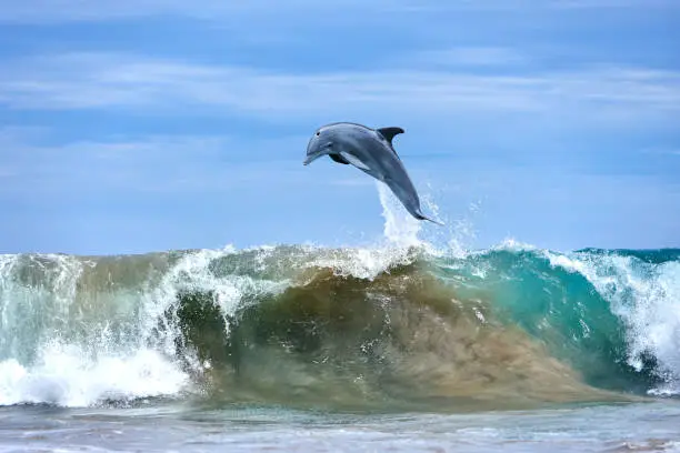 Photo of Dolphin Jumping at Ocean Waves, Hawaii