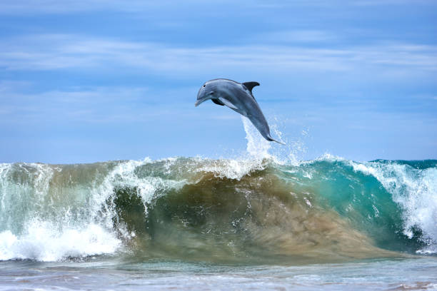 o golfinho que salta em ondas de oceano, havaí - dolphin jumping sea animal - fotografias e filmes do acervo
