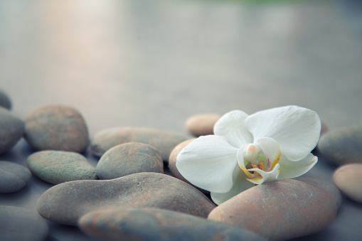 Spa concept with basalt stones and white orchid. Gentle spa and wellness background