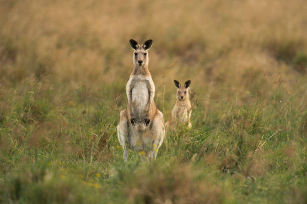 istock Kangaroos in the countryside 1144311044