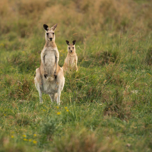 istock Kangaroos in the countryside 1144311236