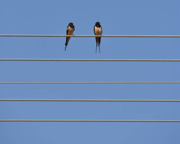 istock Two swallows on the wire like notes on the sheet music 1144312144