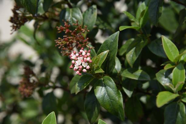 Raphiolepis umbellata blossoms Raphiolepis umbellata blossoms / Yeddo hawthorn indian hawthorn stock pictures, royalty-free photos & images