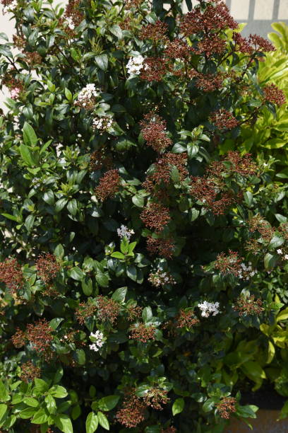 Raphiolepis umbellata blossoms Raphiolepis umbellata blossoms / Yeddo hawthorn indian hawthorn stock pictures, royalty-free photos & images