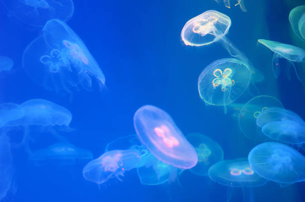 mondqualle - jellyfish translucent sea glowing stock-fotos und bilder