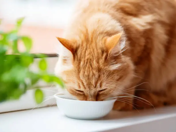 Photo of Close up photo of cute ginger cat drinking milk from white bowl. Fluffy thirsty pet on window sill.