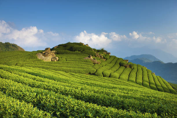 istock Travel in Taiwan 1144316876